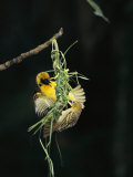 A Pair of Weaverbirds Work Together on Their Nest Photographie