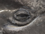 A Close View of the Eye of a Gray Whale Calf Photographic Print by Ralph Lee Hopkins