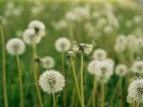 Dandelion Heads in a Field Near Walton, Nebraska Photographic Print by Joel Sartore