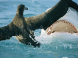 A Tiger Shark Feeds on a Young Albatross Photographic Print by Bill Curtsinger