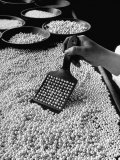 100 Pearls Being Counted at a Time Using Device at Factory Photographie par Alfred Eisenstaedt