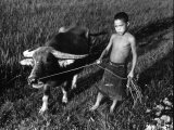 Little Boy Leading an Ox on a Rope Photographic Print by Carl Mydans