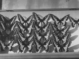 Author Vladimir Nabokov's Butterfly Collection Photographic Print by Carl Mydans
