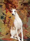 Portrait of Whippet Chosen Best in Show at the 88th Annual Westminster Kennel Club Dog Show Photographic Print by Nina Leen