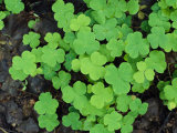 A Cluster of Bright Green Shamrocks, Photographic Print