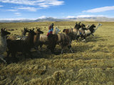 A Herder Walks Her Flock of Llamas Towards Lake Titicaca Fotografie-Druck von Kenneth Garrett