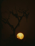 A Spooky Yellow Moon Rises Behind the Branches of a Dead Tree Photographic Print by Jodi Cobb