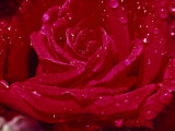 Close up of a Rose Photographic Print by James L. Stanfield