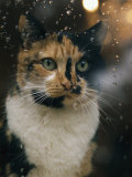 Portrait of a Cat Photographic Print by James L. Stanfield