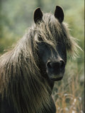 Portrait of a Chincoteague Pony Photographic Print by James L. Stanfield