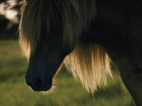 Chincoteague Pony Photographic Print by James L. Stanfield