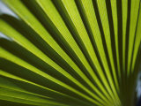A Close View of Sunlight Shining Through the Leaves of a Palm Tree Photographic Print by Todd Gipstein