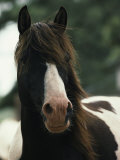 Portrait of a Wild Assateague Pony Photographic Print by James L. Stanfield