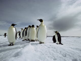 A Group of Emperor Penguins Strolling in the Snow Photographic Print by Bill Curtsinger