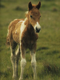 Portrait of a Young Wild Pony Foal Photographic Print by James L. Stanfield