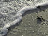 A Tiny Turtle Hatchling Heads for the Surf Photographic Print by Kenneth Garrett