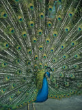 A Male Peacock Spreads His Beautiful Tail Plumage Photographic Print by David Evans