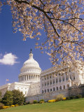 A View of a Cherry Tree in Bloom and the West Face of the Capitol Building Photographic Print by Richard Nowitz