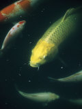 Koi Swim Peacefully in a Pond Photographic Print by David Evans