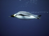 An Emperor Penguin Swims Underwater Photographic Print by Bill Curtsinger