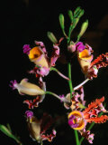 Detail of Orchid, Flowers Bay, Honduras Photographic Print by Michael Lawrence