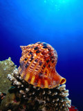 Triton Shell Perched on Thomas Reef, Tiran Island, Egypt Photographic Print by Mark Webster