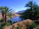 Date Palms in the Draa Valley, Draa Valley, Ouarzazate, Morocco Photographic Print by John Elk III
