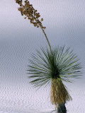 Yucca Plant, State Flower of New Mexico, White Sands National Monument, New Mexico, USA Photographic Print by Mark Newman