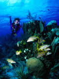 A Diver Watches a Group of Schoolmasters Congregate Around One of the Cayman Reefs, Cayman Islands Photographic Print by Michael Lawrence