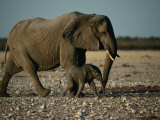 Mother and Calf Elephants Walking, Etosha National Park, Namibia Photographic Print by Dennis Jones