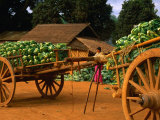Wooden Carts Loaded Up with Cabbages, Shan State, Myanmar (Burma) Photographic Print by Jerry Alexander