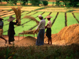 Workers Tending to Rice Harvest, Shan State, Myanmar (Burma) Photographic Print by Jerry Alexander