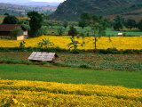 Colourful Mustard Fields in Shan State, Shan State, Myanmar (Burma) Photographic Print by Jerry Alexander