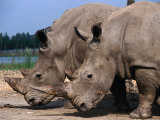 Rhinoceros's in Bangkok's Safari World, Bangkok, Thailand Photographic Print by Bill Wassman