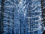 Snow Covered Pine Trees in Demanovska Valley Forest, Low Tatra Mountains, Slovakia Photographic Print by Richard Nebesky