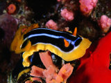 Pyjama Nudibranch or Sea Slug in the Red Sea, Ras Mohammed National Park, Egypt Photographic Print by Mark Webster