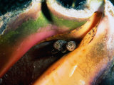 Queen Conch (Strombus Gigas) off Stocking Island, George Town, Bahamas Photographic Print by Michael Lawrence