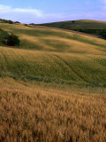Rolling Hills of Tuscan Countryside, Italy Photographic Print by Bethune Carmichael