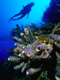 Diver with Purple Tube Sponge off the Coast of Jamaica, Jamaica Photographic Print by Greg Johnston