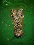 Crocodile in Green Water, Malaysia, Photographic Print