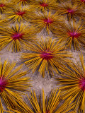 Incense Sticks at Chinese Pagoda, Cholon, Ho Chi Minh City, Vietnam Photographic Print by Mason Florence
