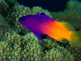 Fairy Basslet (Gramma Loreto), South of Prince Rupert Bay, Portsmouth, Portsmouth, Dominica Photographic Print by Michael Lawrence
