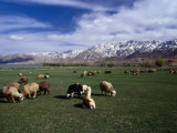 Sheep Graze on Fertile Green Pastures of Zagros Plains, Iran Photographic Print by Patrick Syder