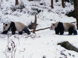 A Pair of Pandas(Ailuropoda Melanoleuca) in Snow, Wolong Ziran Baohuqu, Sichuan, China Photographic Print by Keren Su