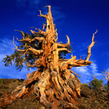 Gnarled Roots and Trunk of Bristlecone Pine, White Mountains National Park, USA Photographic Print by Wes Walker