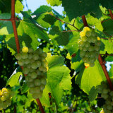 Chardonnay Grapes from the Napa Valley in California, Napa Valley, California, USA Photographic Print by Wes Walker