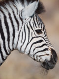 Burchell's Zebra, Etosha National Park, Namibia Photographic Print by Michele Westmorland