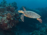 Hawksbill Turtle, Palau, Micronesia, Rock Islands, World Heritage Site, Western Pacific Photographic Print by Stuart Westmoreland