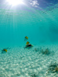 Le Maitai Dream Fakarava Resort, Fakarava, Tuamotus, French Polynesia Photographic Print by Michele Westmorland