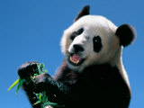 Panda Eating Bamboo, Wolong, Sichuan, China Photographic Print by Keren Su